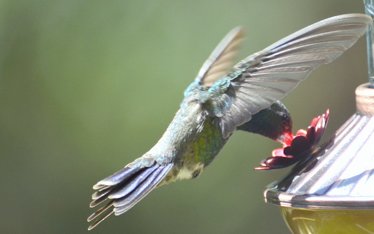 Hummingbirds from backyards and beyond
